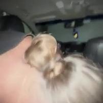 Ashley Aoky Interracial Car Sex Tape